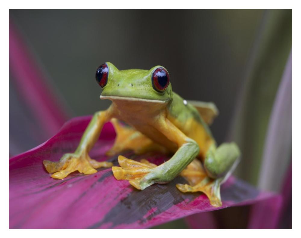 Gliding Leaf Frog portrait, Costa Rica-Paper Art-34"x26"