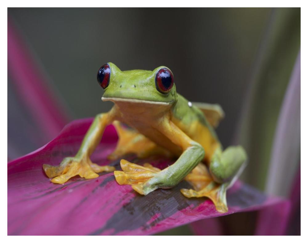 Gliding Leaf Frog portrait, Costa Rica-Paper Art-42"x32"