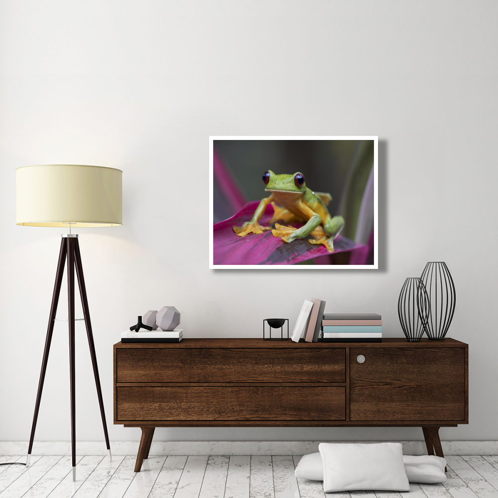Gliding Leaf Frog portrait, Costa Rica-Paper Art-42&quotx32"