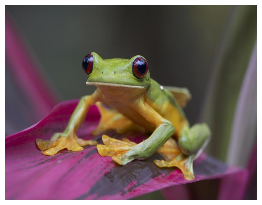 Gliding Leaf Frog portrait, Costa Rica-Paper Art-50"x38"