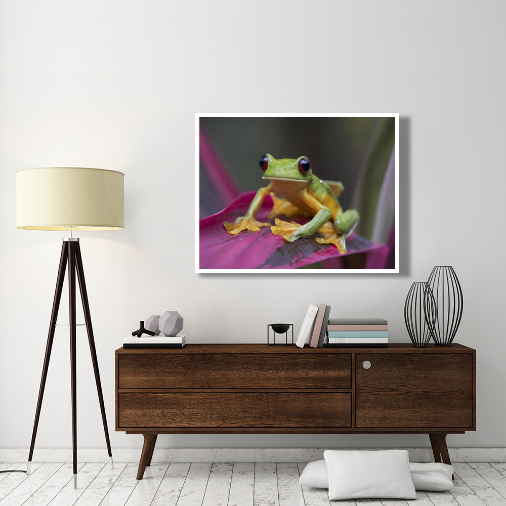 Gliding Leaf Frog portrait, Costa Rica-Paper Art-50&quotx38"