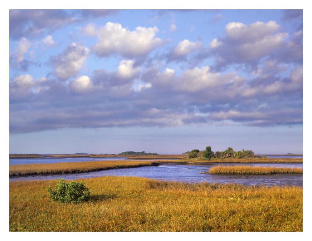 Saltwater marshes at Cedar Key, Florida-Paper Art-34"x26"