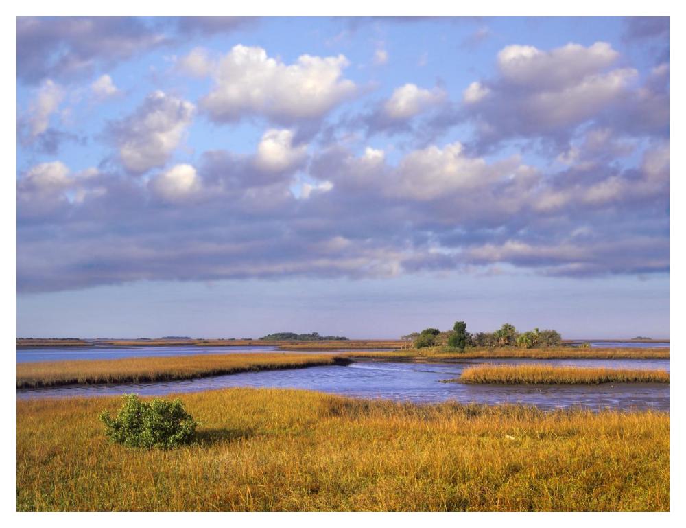 Saltwater marshes at Cedar Key, Florida-Paper Art-42"x32"