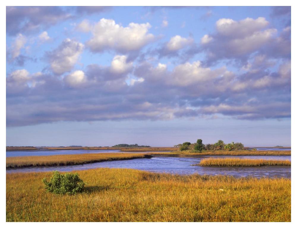 Saltwater marshes at Cedar Key, Florida-Paper Art-50"x38"