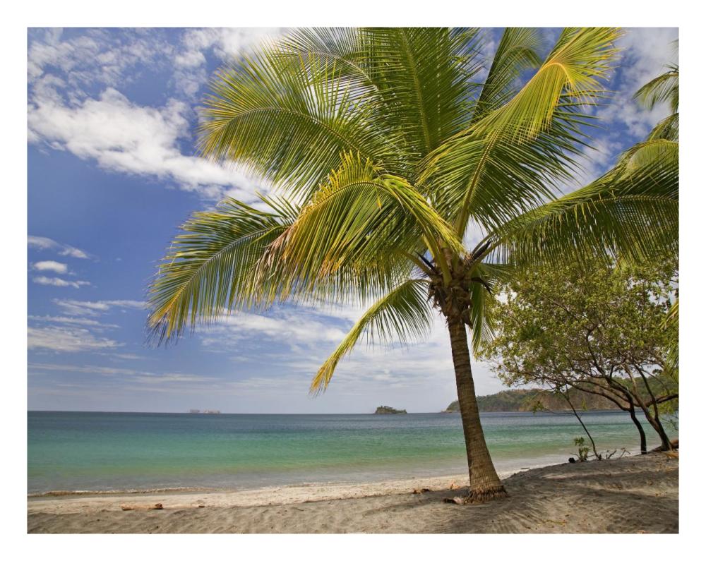 Palm trees line Penca Beach, Costa Rica-Paper Art-26"x20"
