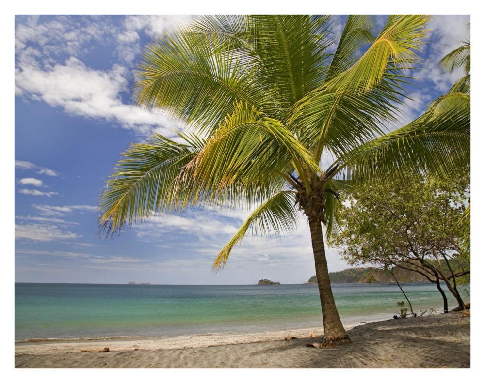 Palm trees line Penca Beach, Costa Rica-Paper Art-34"x26"