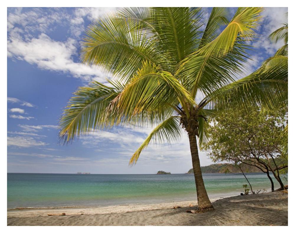 Palm trees line Penca Beach, Costa Rica-Paper Art-42"x32"
