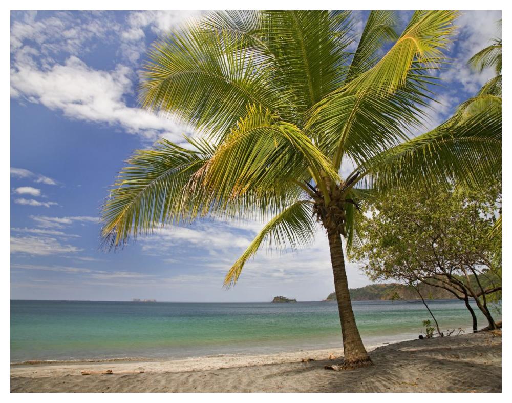 Palm trees line Penca Beach, Costa Rica-Paper Art-50"x38"
