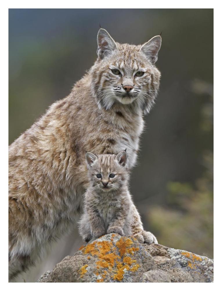 Bobcat mother and kitten, North America-Paper Art-14"x18"