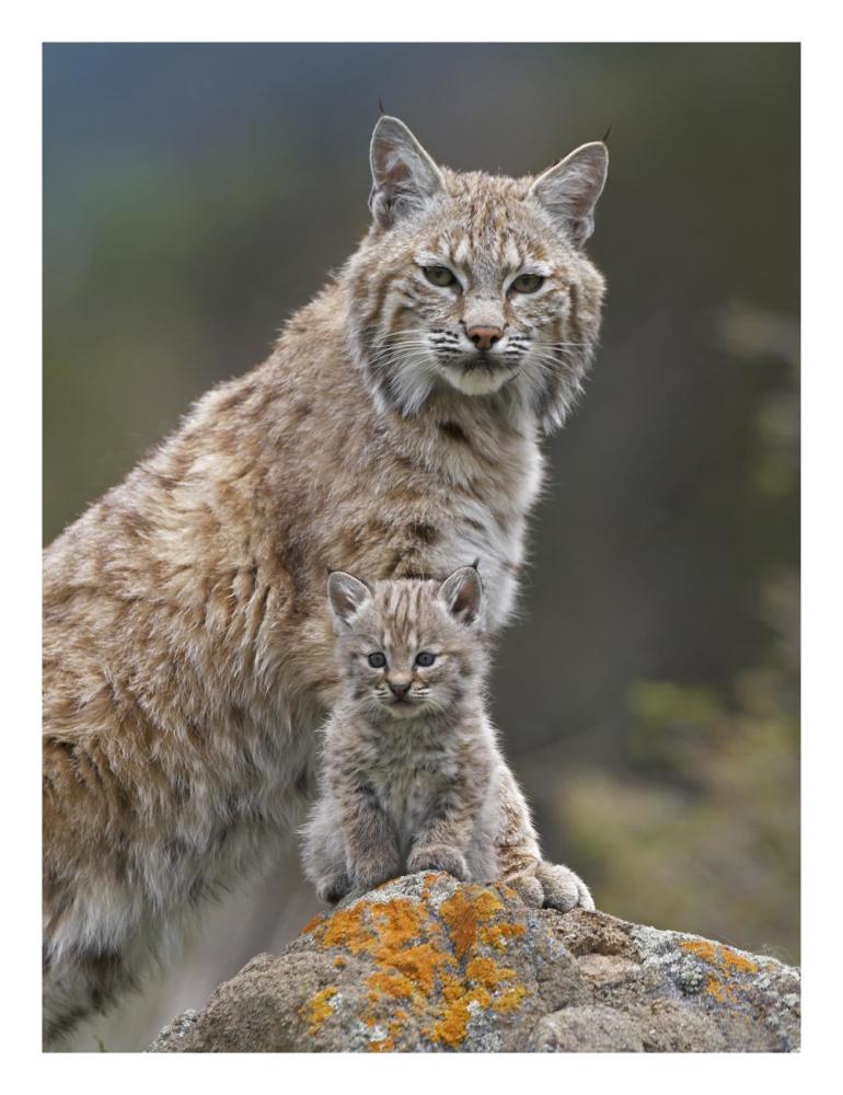 Bobcat mother and kitten, North America-Paper Art-20"x26"