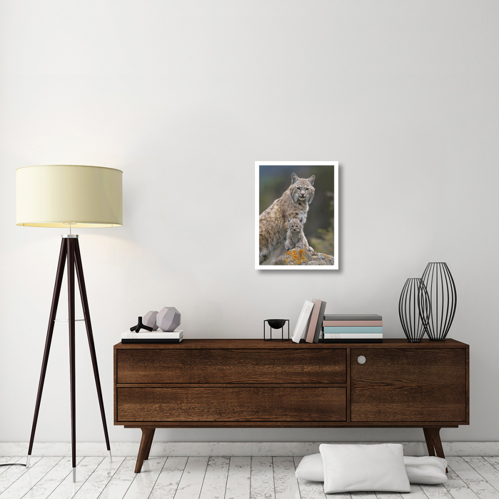 Bobcat mother and kitten, North America-Paper Art-20&quotx26"