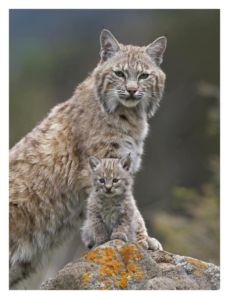 Bobcat mother and kitten, North America-Paper Art-26"x34"