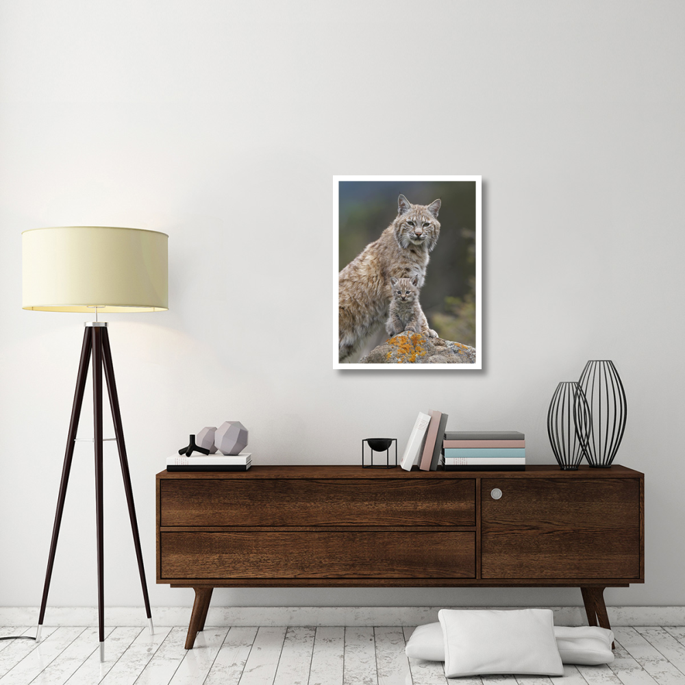 Bobcat mother and kitten, North America-Paper Art-26&quotx34"