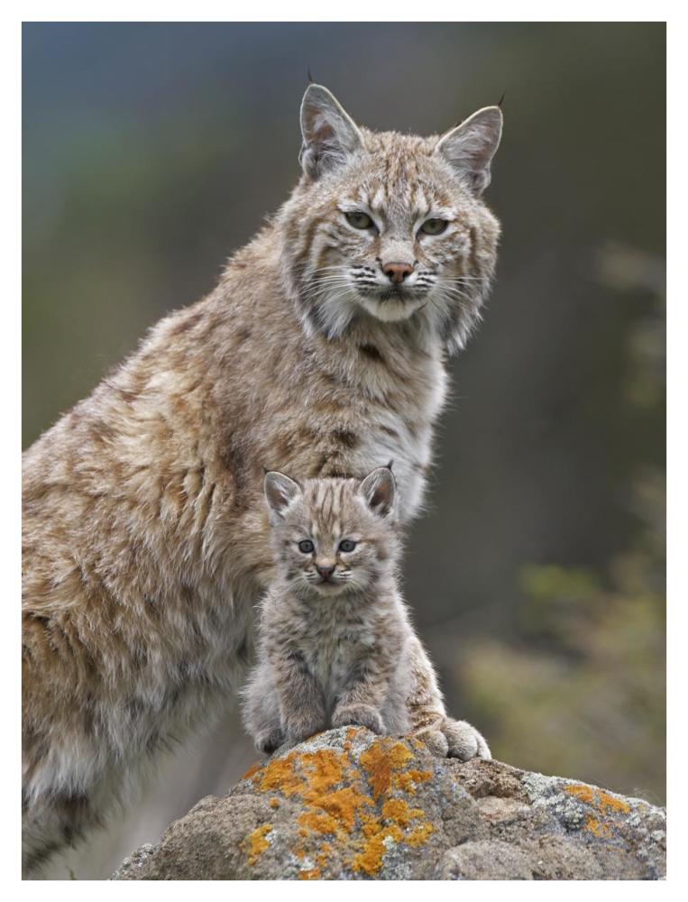 Bobcat mother and kitten, North America-Paper Art-32"x42"