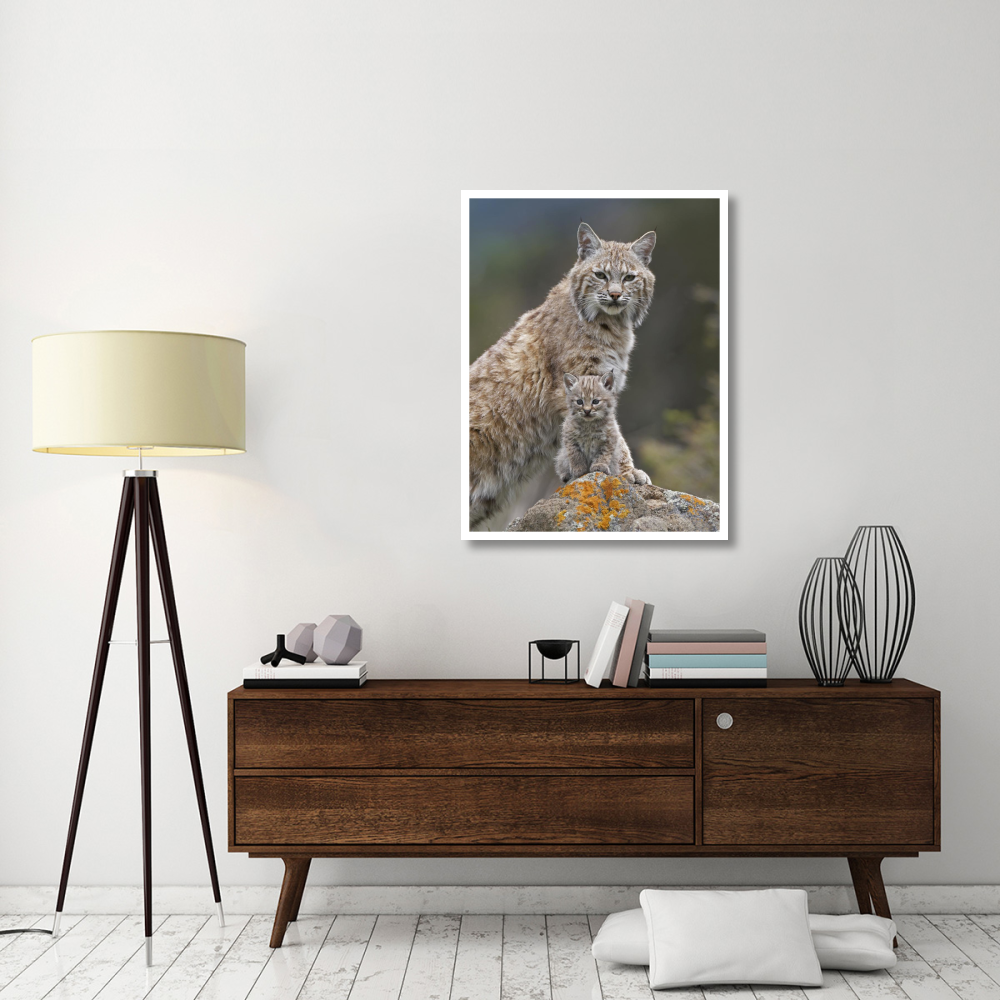 Bobcat mother and kitten, North America-Paper Art-32&quotx42"