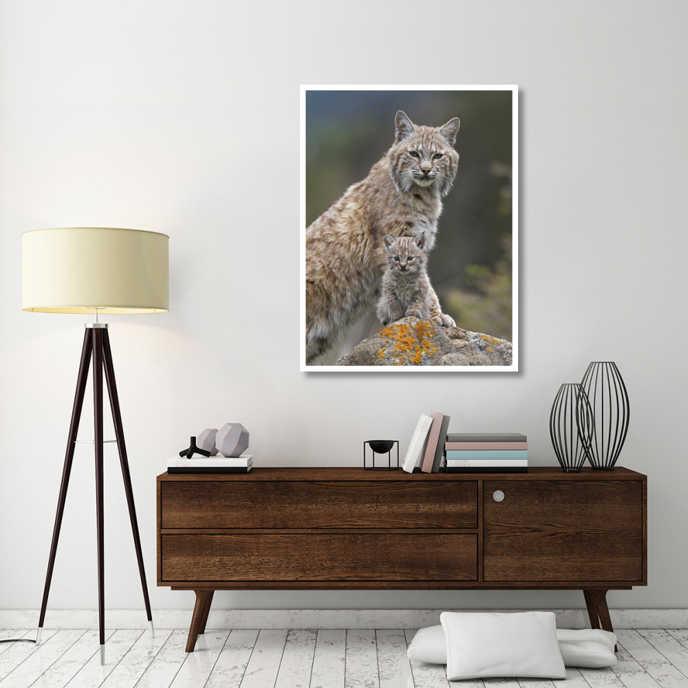 Bobcat mother and kitten, North America-Paper Art-38&quotx50"