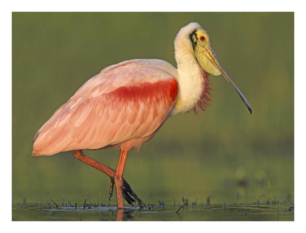 Roseate Spoonbill wading, North America-Paper Art-26"x20"