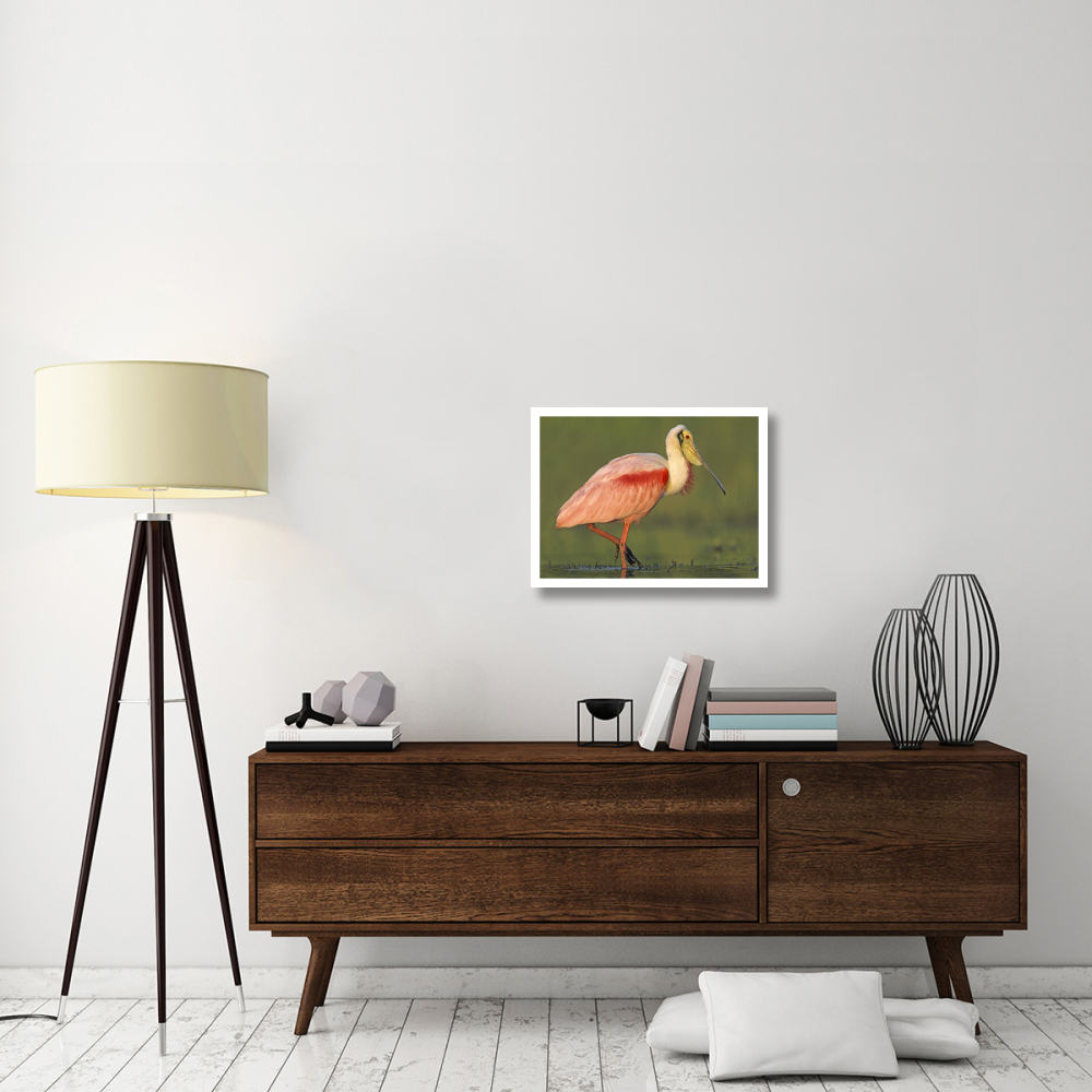 Roseate Spoonbill wading, North America-Paper Art-26&quotx20"