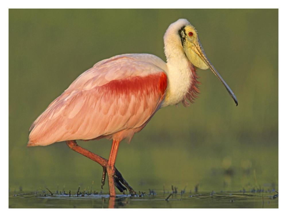 Roseate Spoonbill wading, North America-Paper Art-34"x26"
