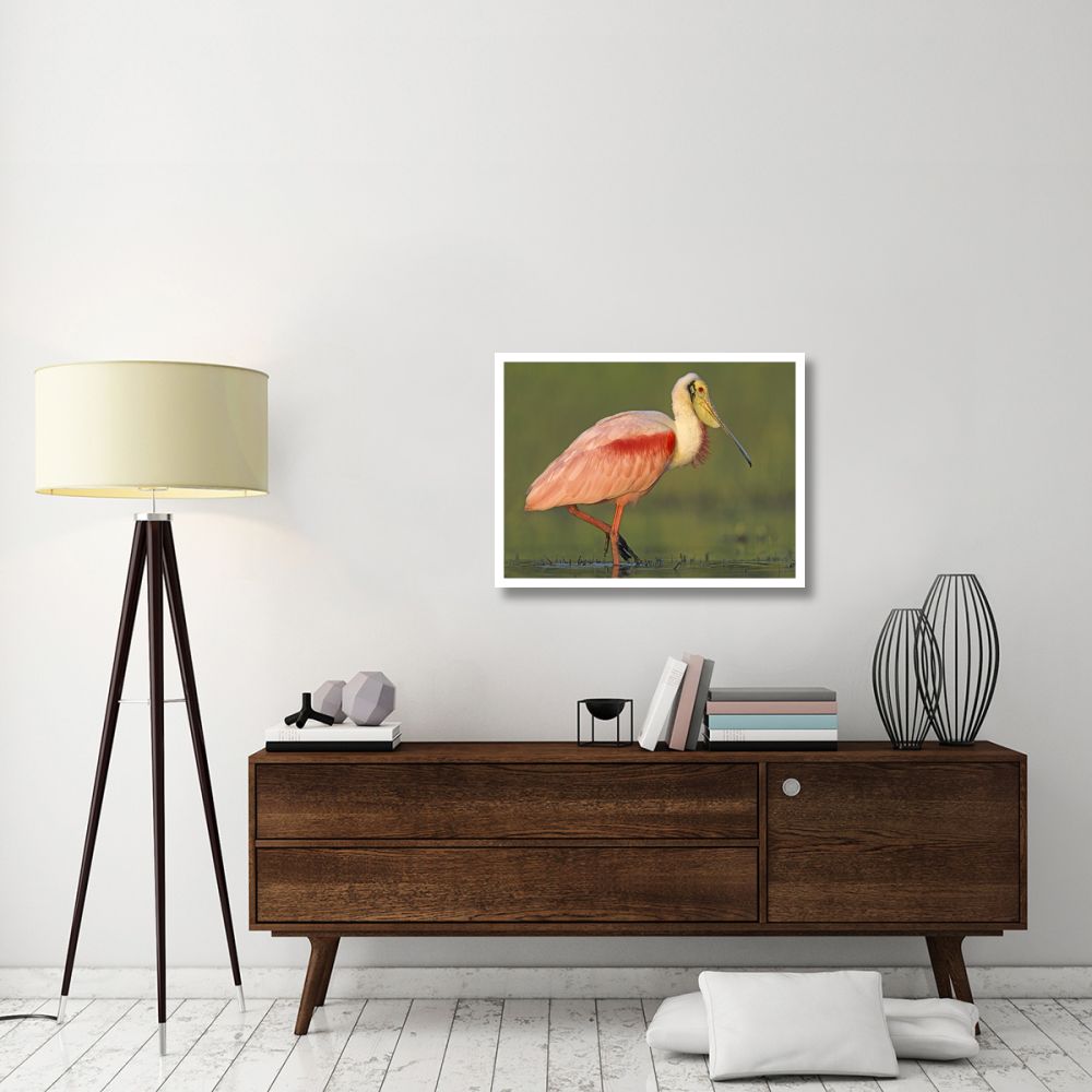 Roseate Spoonbill wading, North America-Paper Art-34&quotx26"