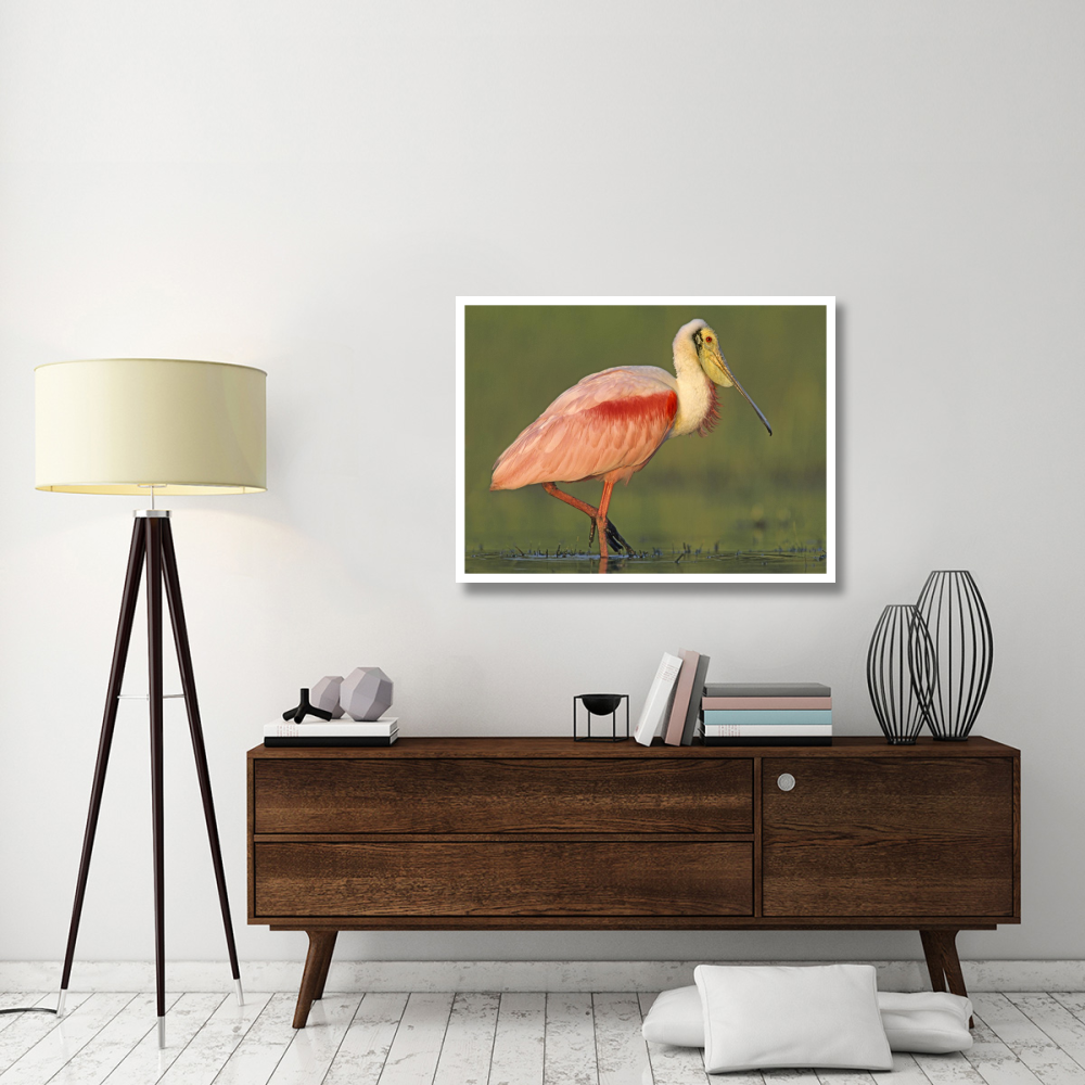 Roseate Spoonbill wading, North America-Paper Art-42&quotx32"