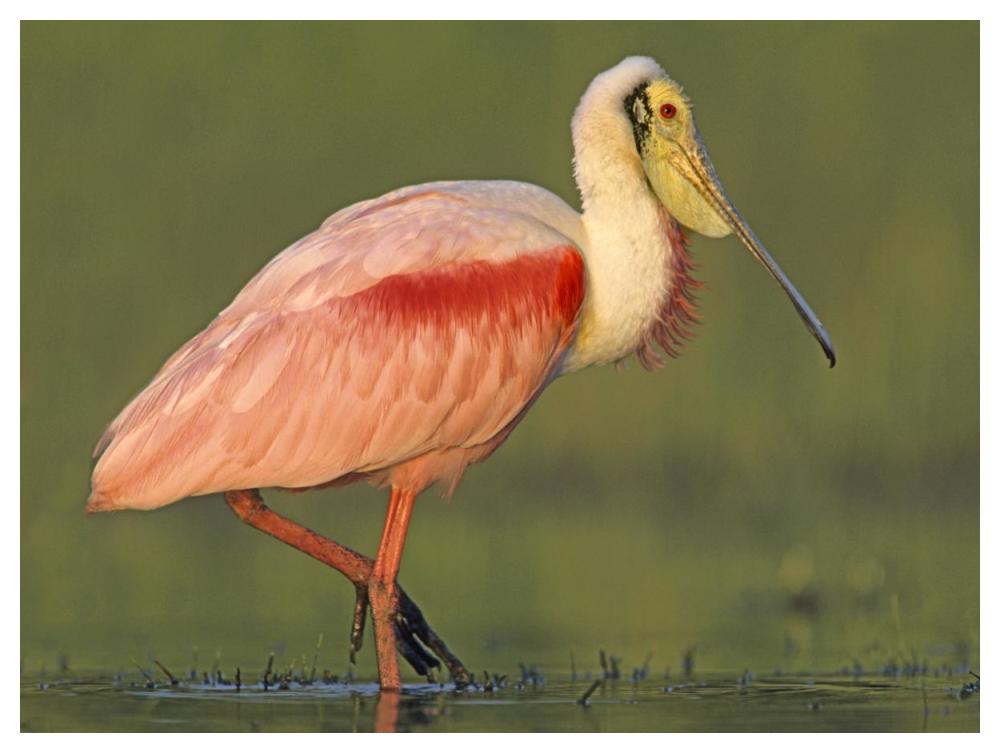 Roseate Spoonbill wading, North America-Paper Art-50"x38"