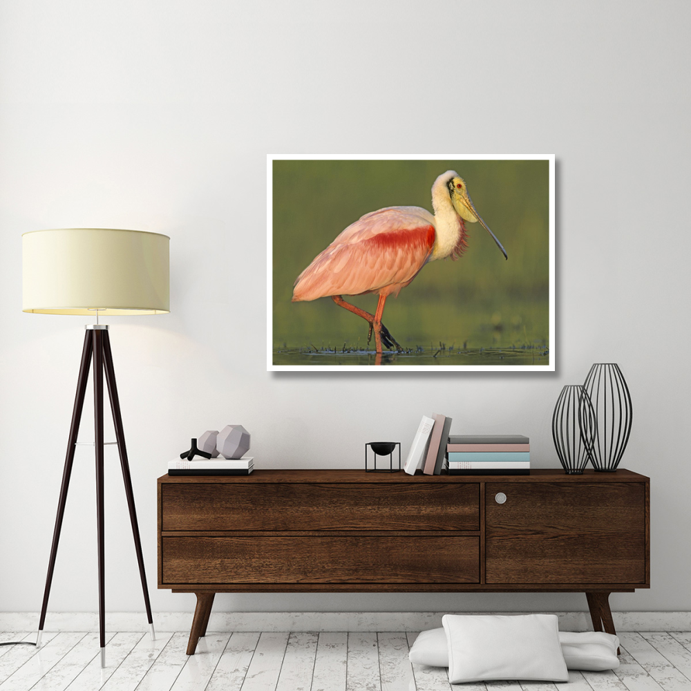 Roseate Spoonbill wading, North America-Paper Art-50&quotx38"