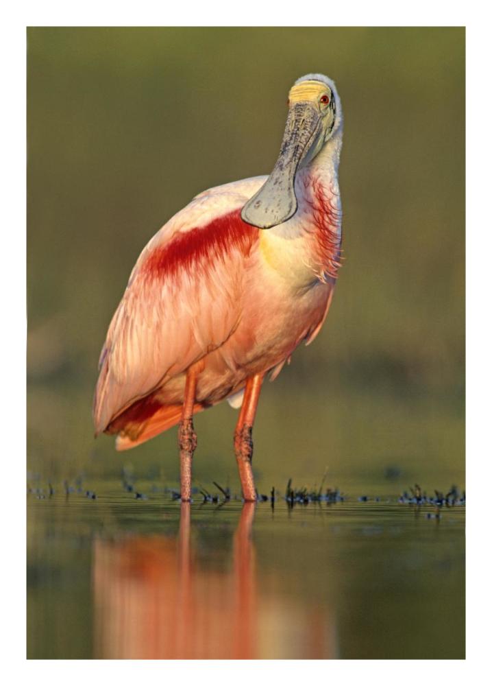 Roseate Spoonbill wading, North America-Paper Art-18"x26"