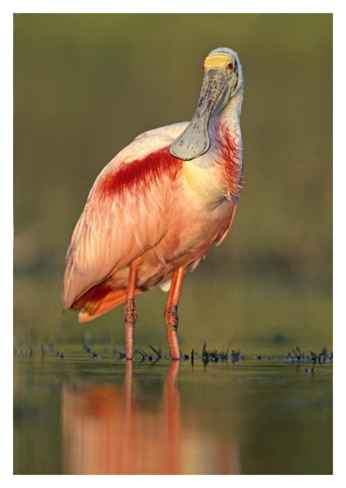 Roseate Spoonbill wading, North America-Paper Art-26"x38"