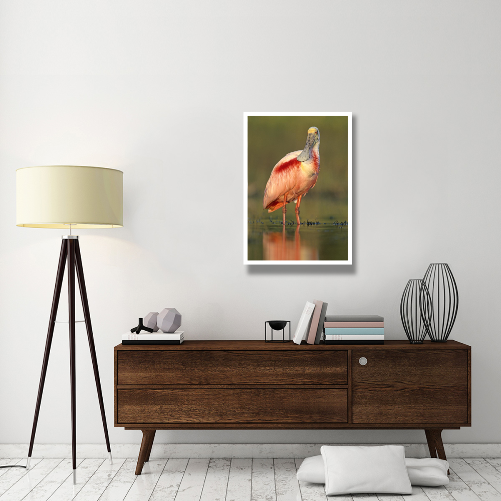Roseate Spoonbill wading, North America-Paper Art-26&quotx38"