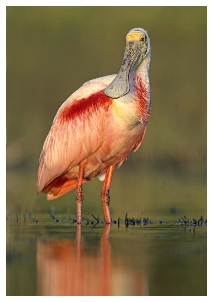Roseate Spoonbill wading, North America-Paper Art-34"x50"