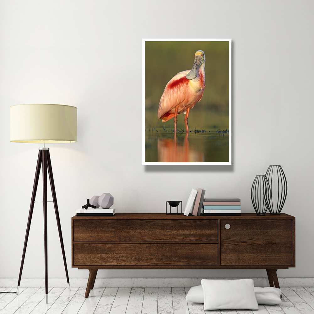 Roseate Spoonbill wading, North America-Paper Art-34&quotx50"