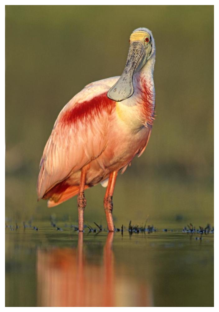 Roseate Spoonbill wading, North America-Paper Art-42"x62"
