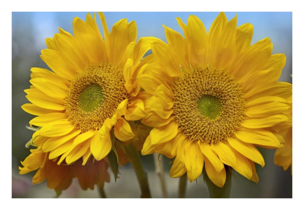 Common Sunflower flowers, North America-Paper Art-26"x18"
