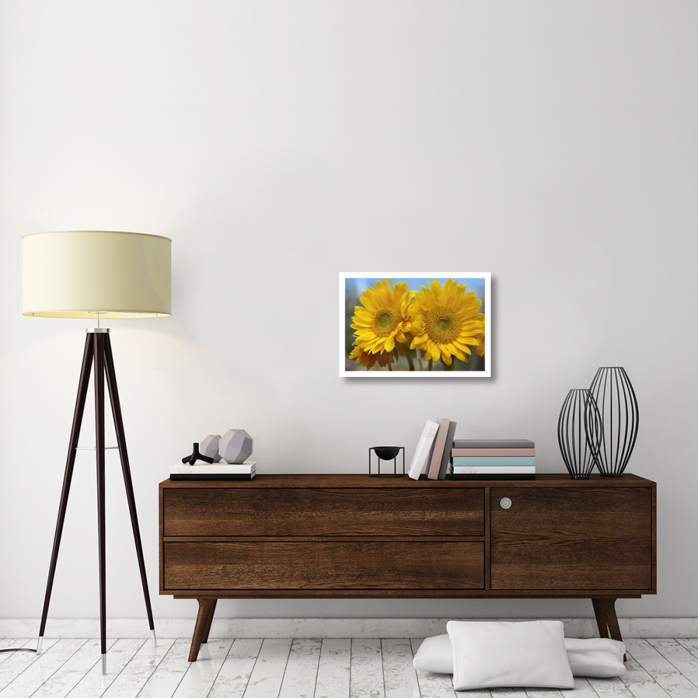 Common Sunflower flowers, North America-Paper Art-26&quotx18"