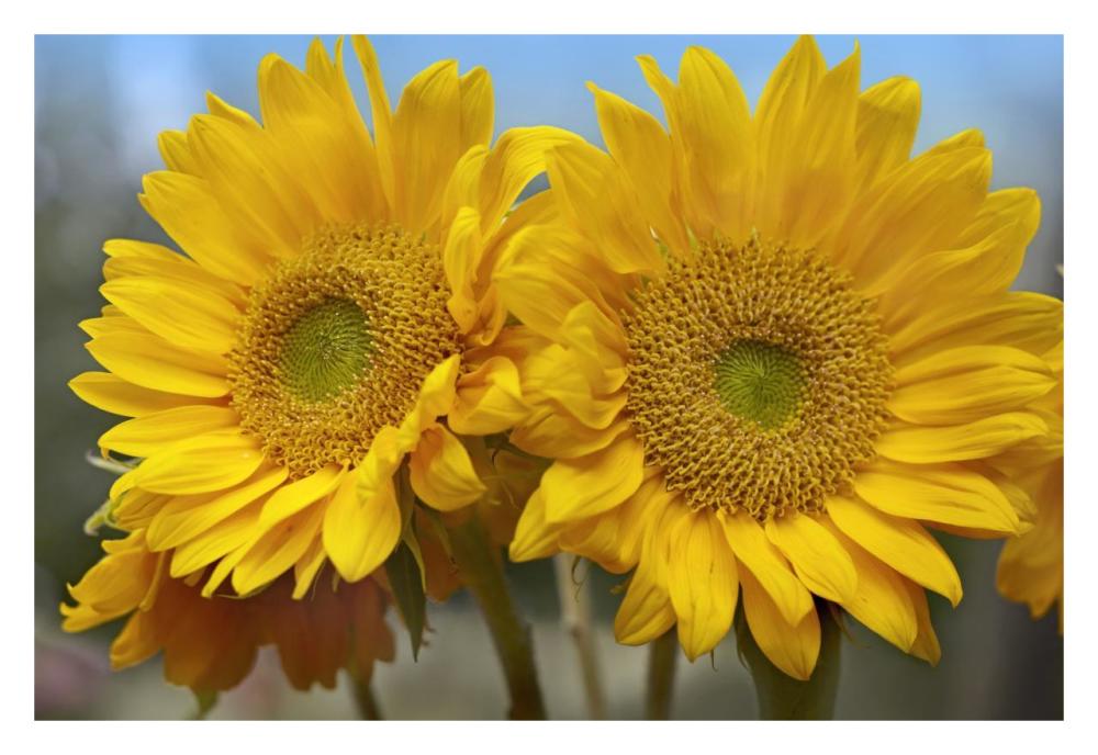 Common Sunflower flowers, North America-Paper Art-32"x22"