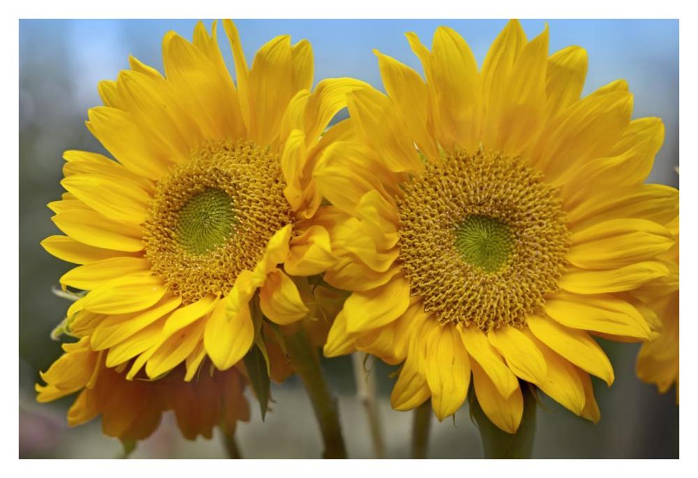 Common Sunflower flowers, North America-Paper Art-38"x26"