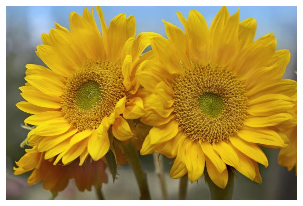 Common Sunflower flowers, North America-Paper Art-50"x34"