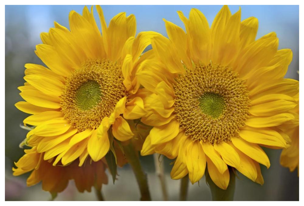 Common Sunflower flowers, North America-Paper Art-62"x42"