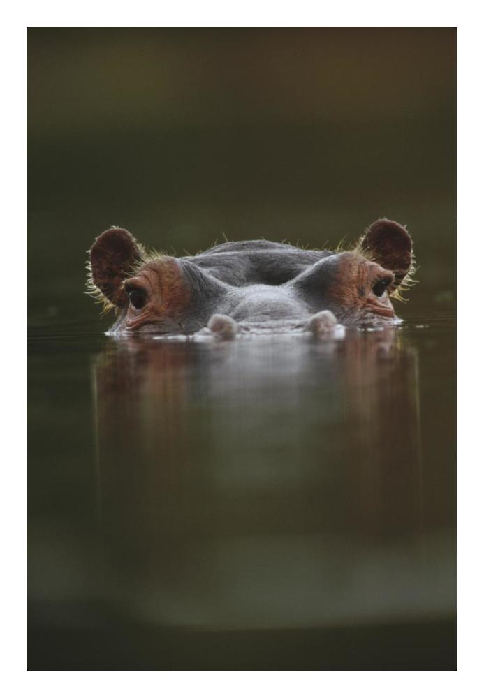Hippopotamus at water surface, Tanzania-Paper Art-18"x26"