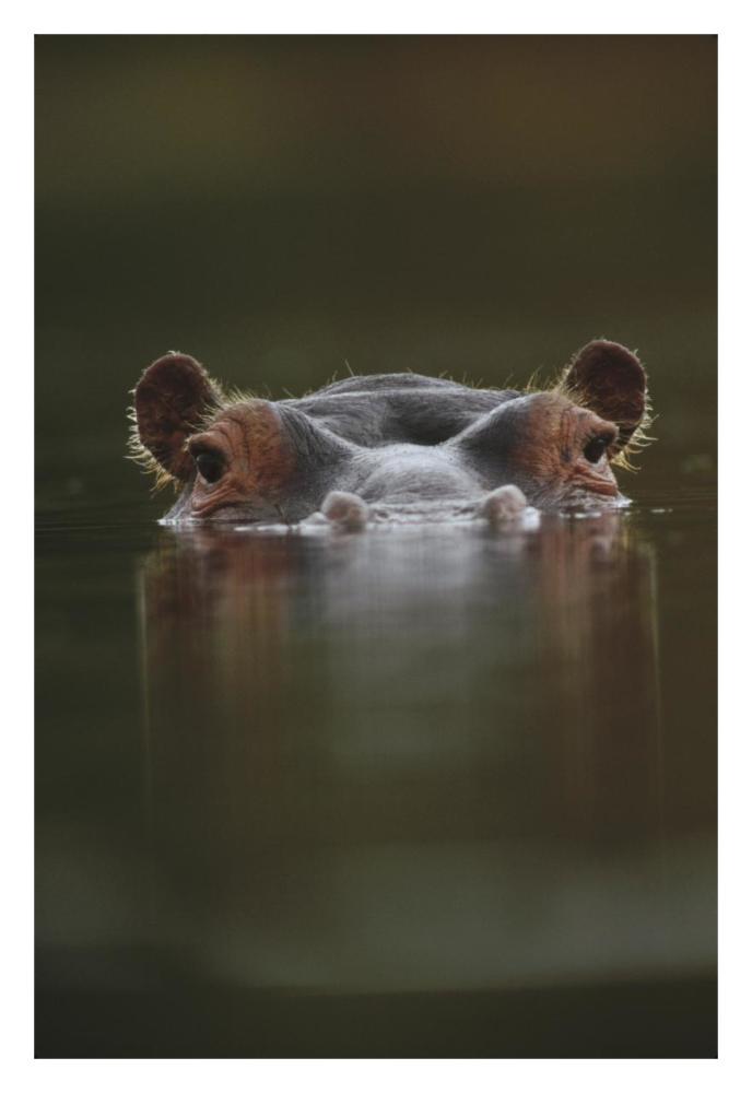 Hippopotamus at water surface, Tanzania-Paper Art-22"x32"
