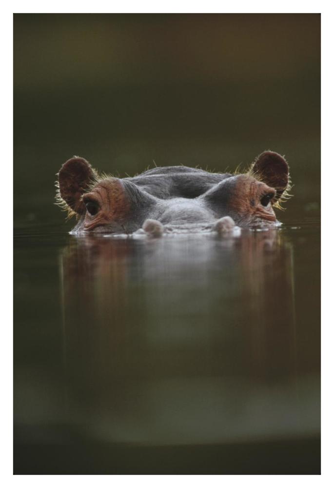 Hippopotamus at water surface, Tanzania-Paper Art-26"x38"