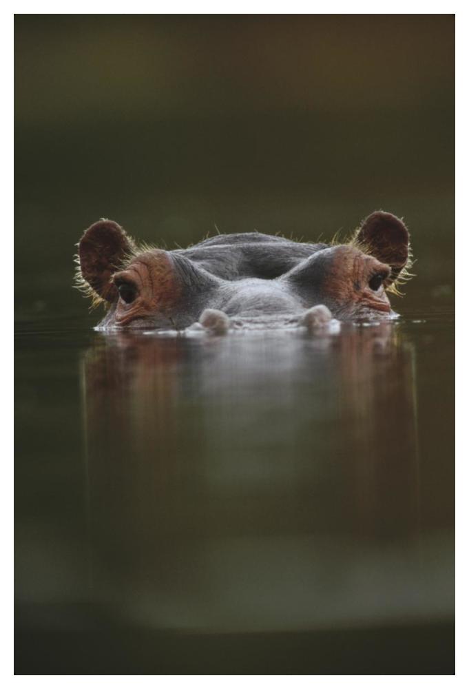 Hippopotamus at water surface, Tanzania-Paper Art-34"x50"
