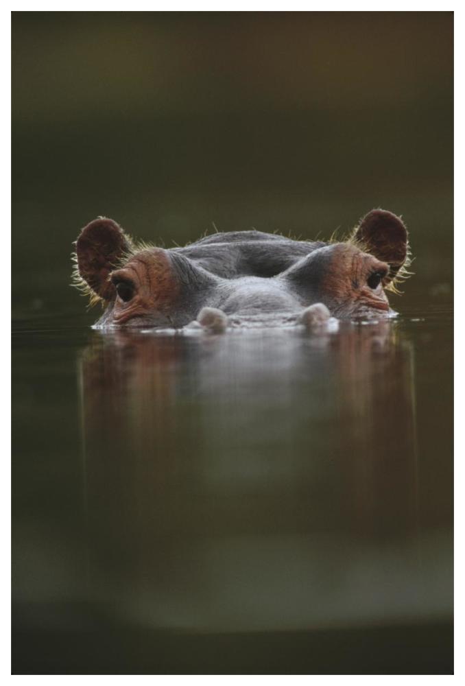 Hippopotamus at water surface, Tanzania-Paper Art-42"x62"