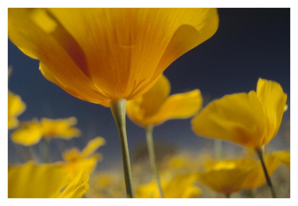 Mexican Golden Poppy detail, New Mexico-Paper Art-20"x14"