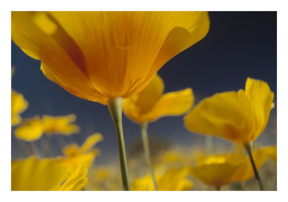 Mexican Golden Poppy detail, New Mexico-Paper Art-26"x18"