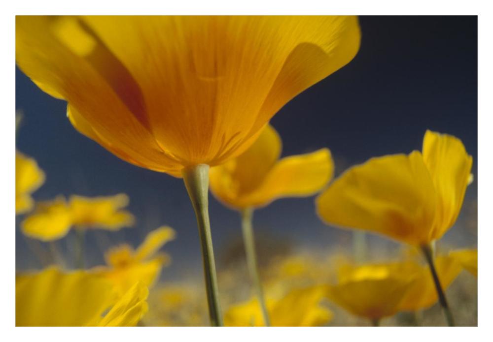 Mexican Golden Poppy detail, New Mexico-Paper Art-32"x22"