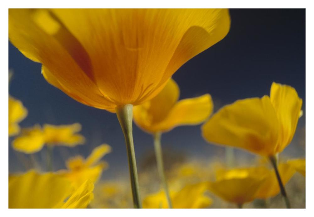 Mexican Golden Poppy detail, New Mexico-Paper Art-38"x26"
