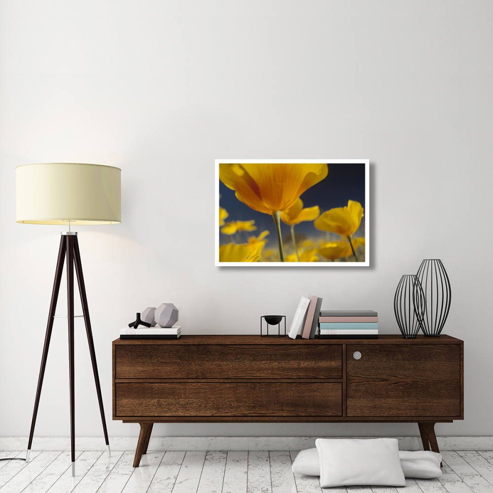 Mexican Golden Poppy detail, New Mexico-Paper Art-38&quotx26"