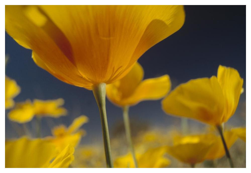 Mexican Golden Poppy detail, New Mexico-Paper Art-50"x34"